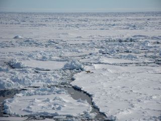 Baby and mother polar bear on Arctic sea ice