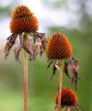wilted echinacea flowers