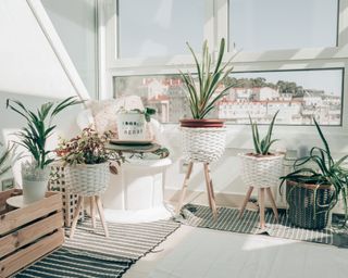 Houseplants in white baskets in a modern living room