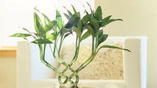 Lucky Bamboo (Dracaena sanderiana) in a crisscross pattern in a glass vase