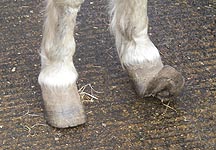 overgrown-hooves.jpg