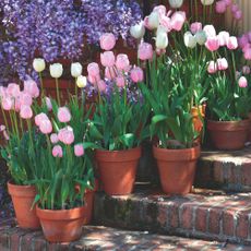 pink tulips in terracotta pots