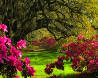 azaleas under oak trees at the Magnolia Plantation and Gardens