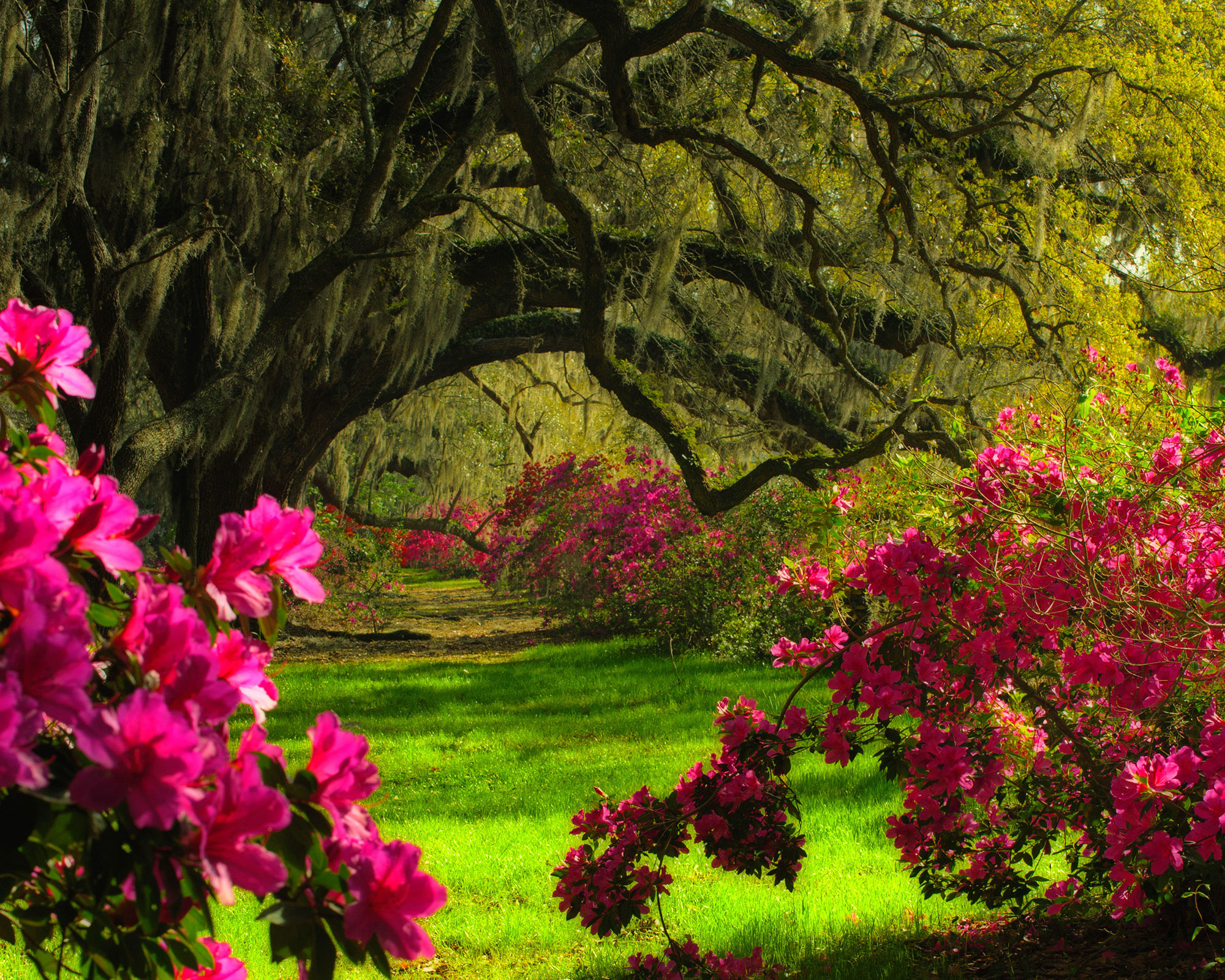 Key design ideas from the Magnolia Plantation and Gardens | Gardeningetc