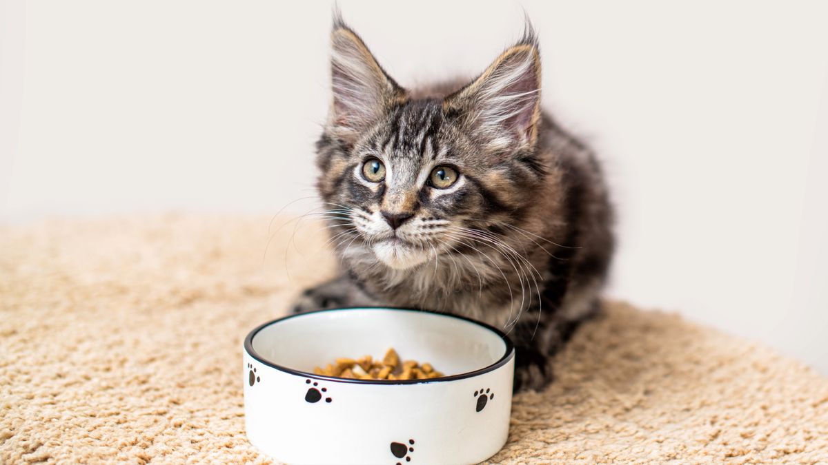 When can kittens eat dry food A vet spills the kibble PetsRadar