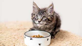 A tabby gray Maine Coon kitten sits in front of a food bowl and looks at its owner