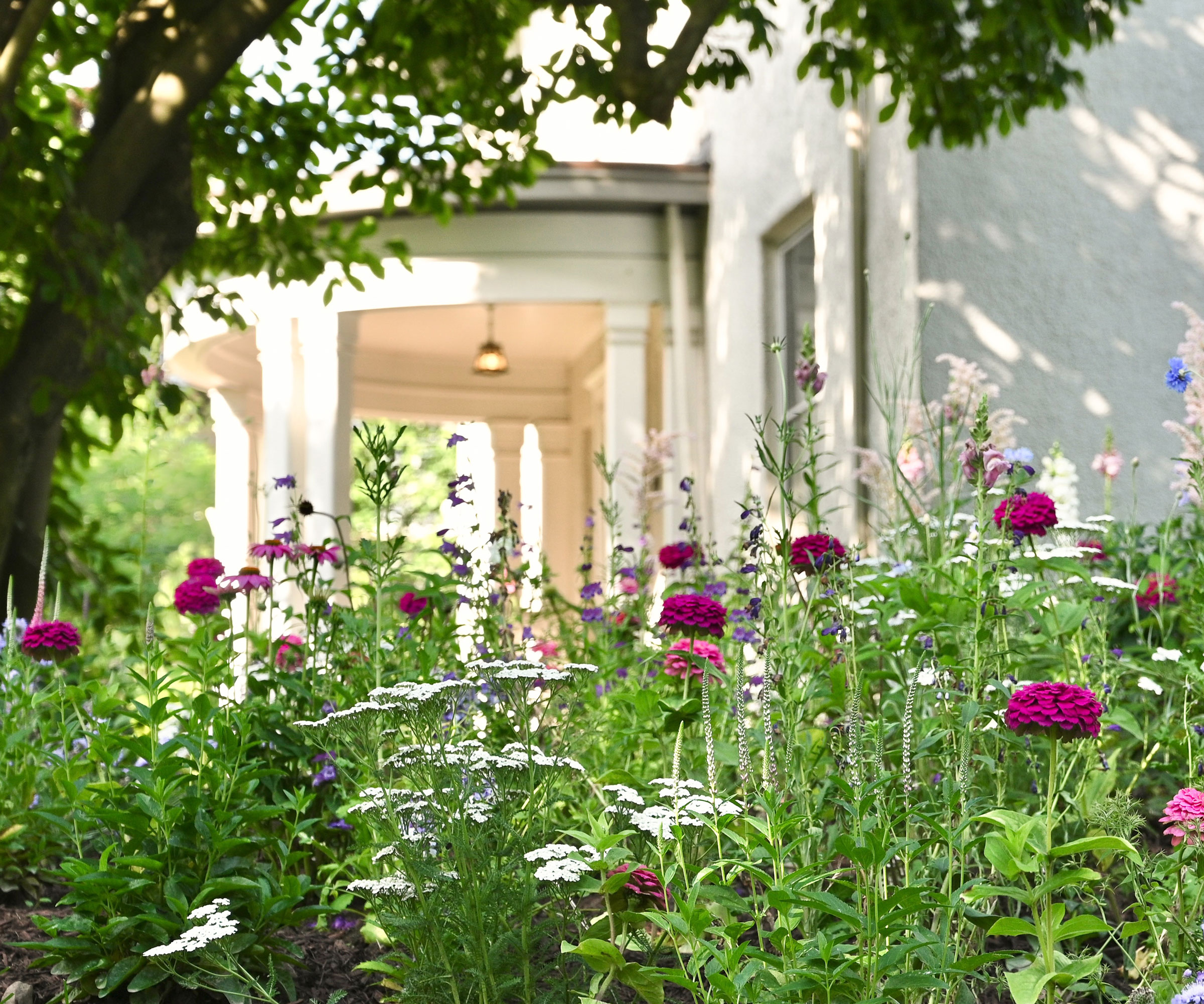 naturalistic flowerbed with mosaic planting design of drifts of flowers, with a house and porch in the background