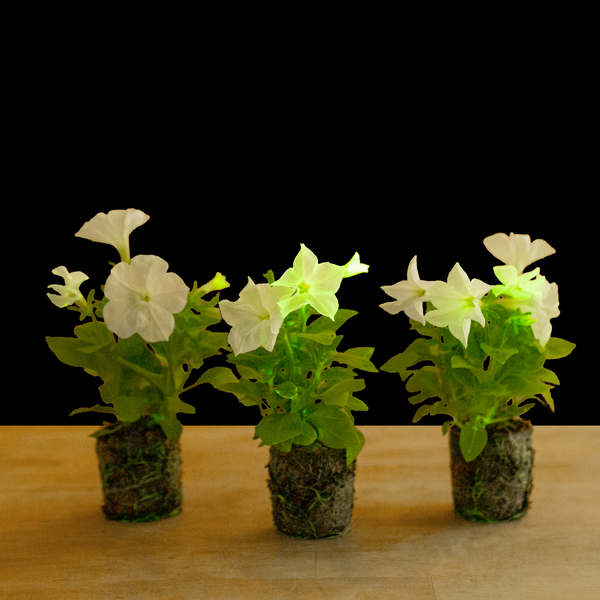 Firefly Petunia | Mini