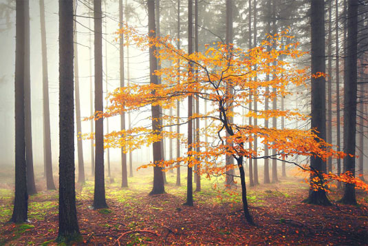 Autumn photography
