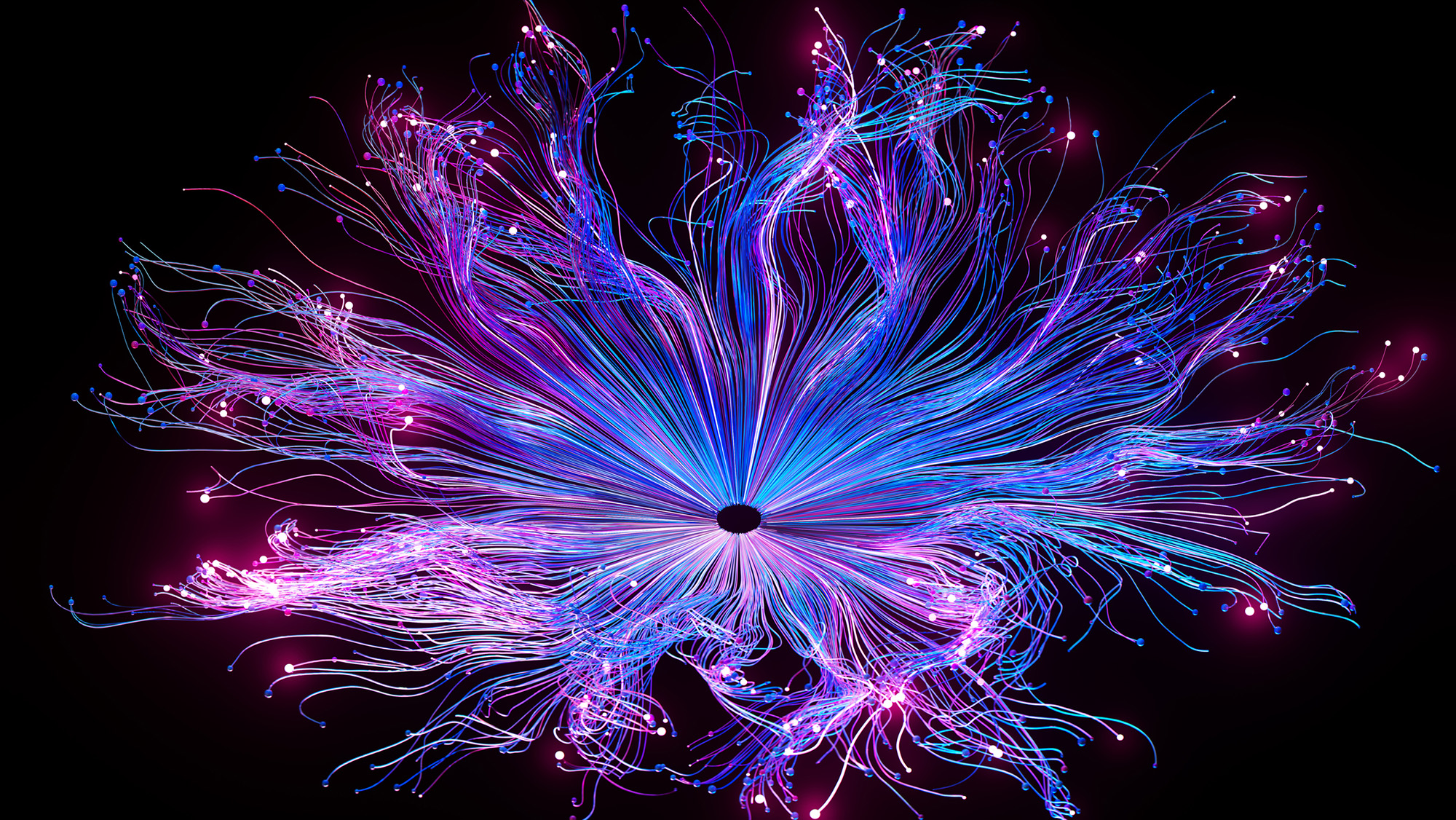 A bloom of purple and blue strands of light against a black background.