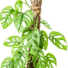 Monstera supported by moss pole