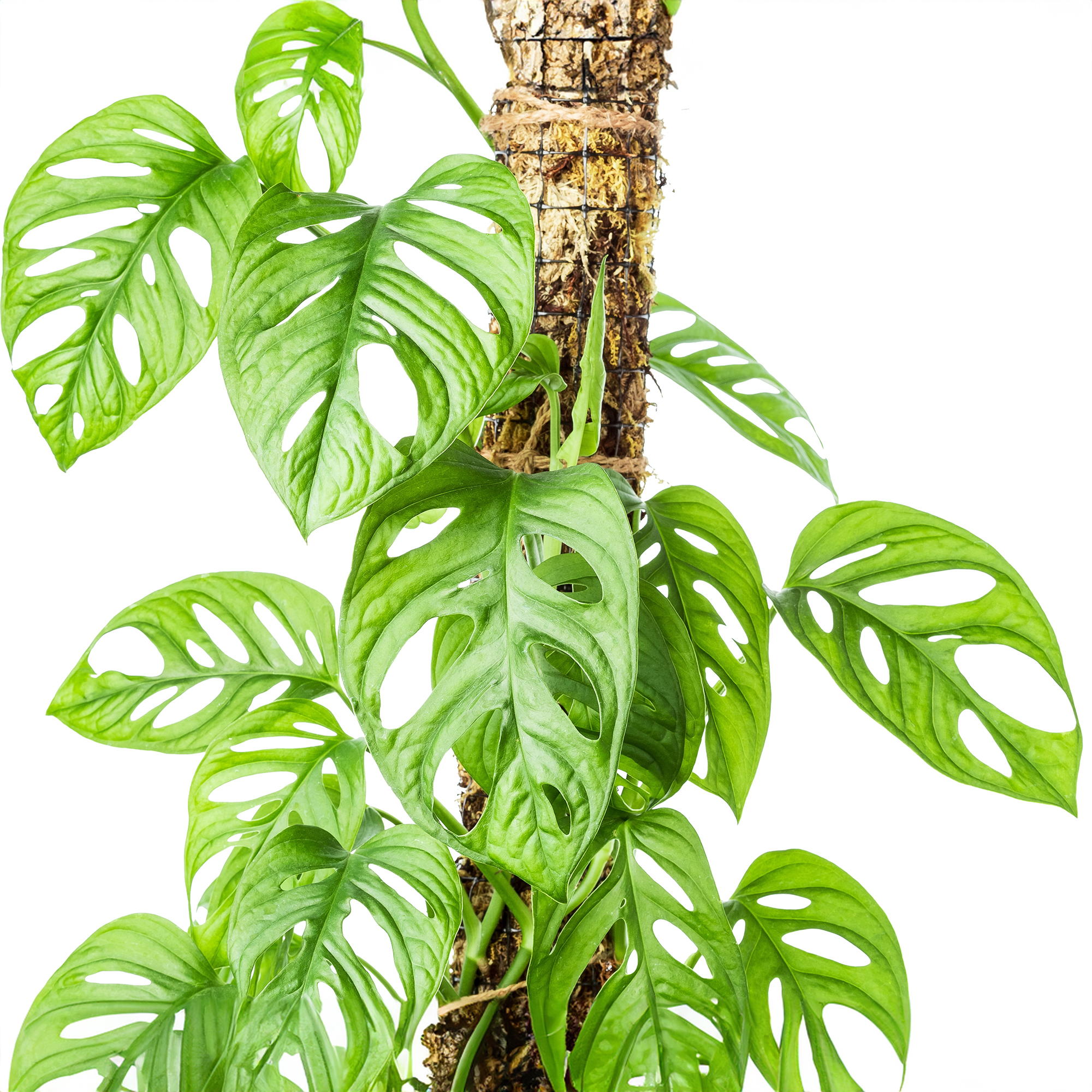 Monstera supported by moss pole