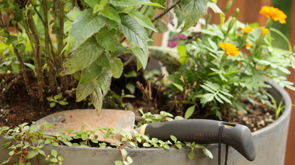 Hand trowel laying in a large flower pot containing a variety of flowers