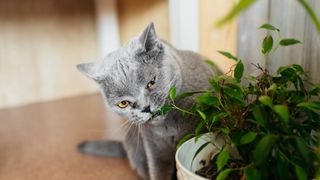 cat eating houseplant