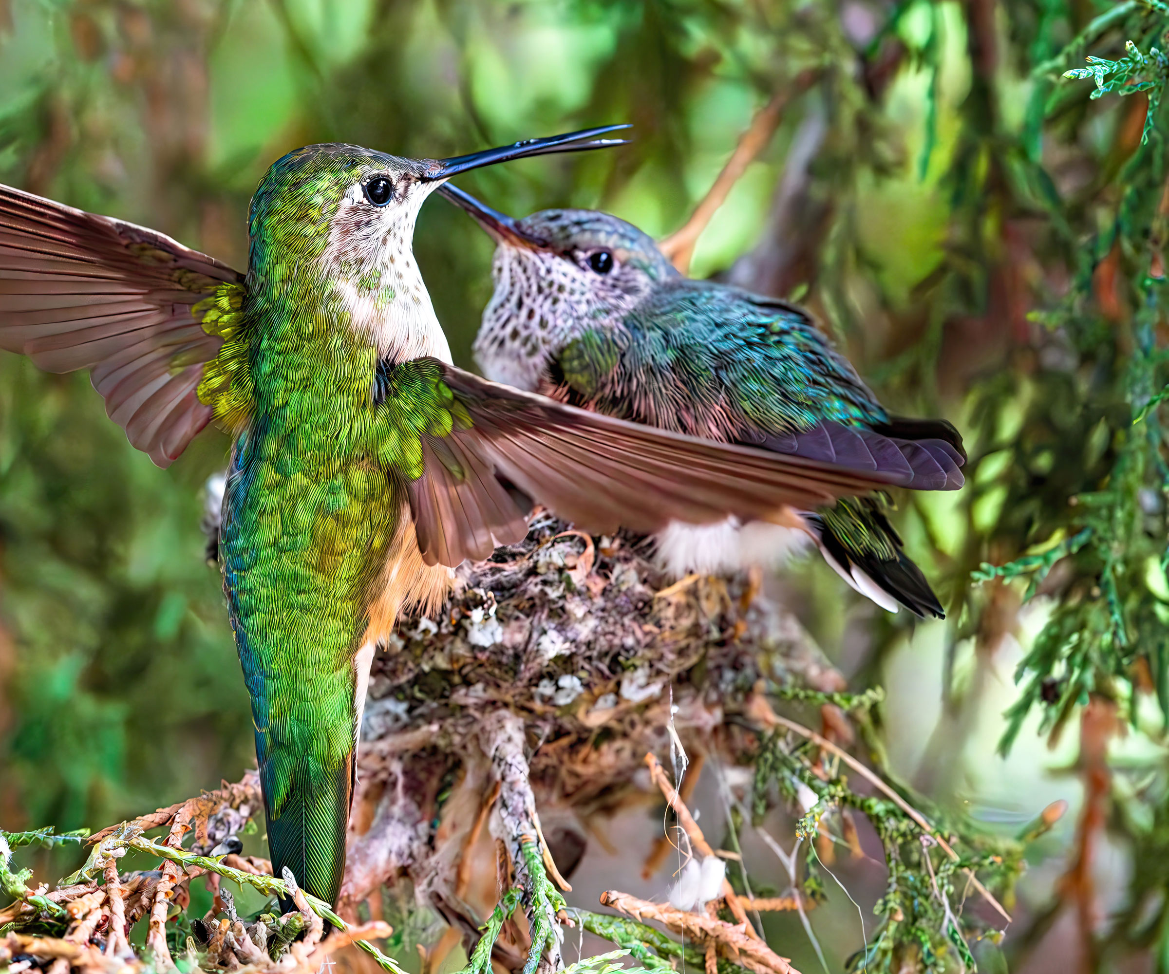 nesting hummingbird mother and child on a tree branch