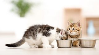 Two kittens eating