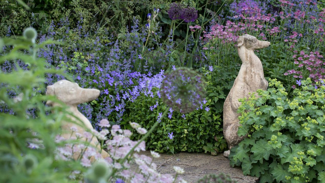 Two stone whippet statues in a colorful garden filled with purple and pink flowers