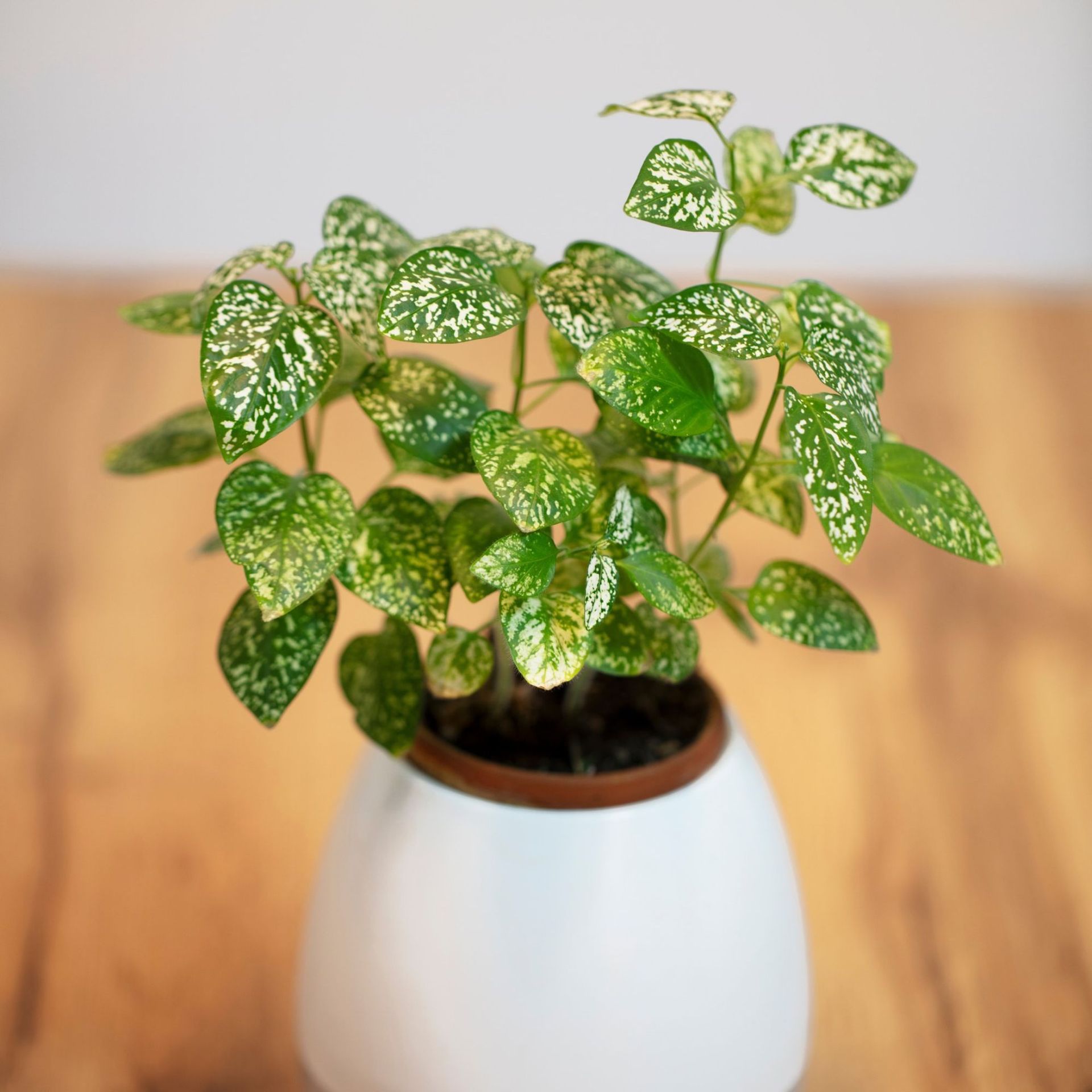 Polka dot plant houseplant in white pot