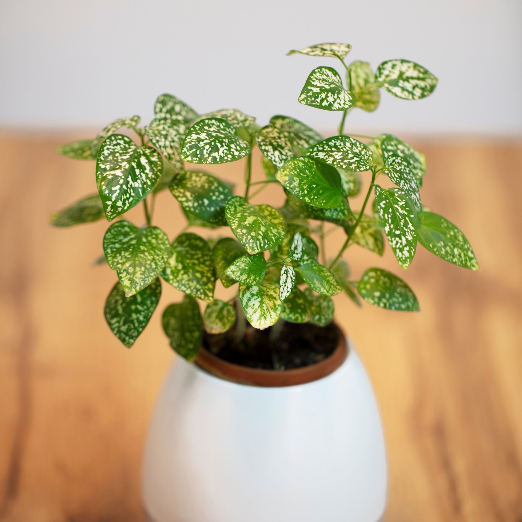 Polka dot plant houseplant in white pot