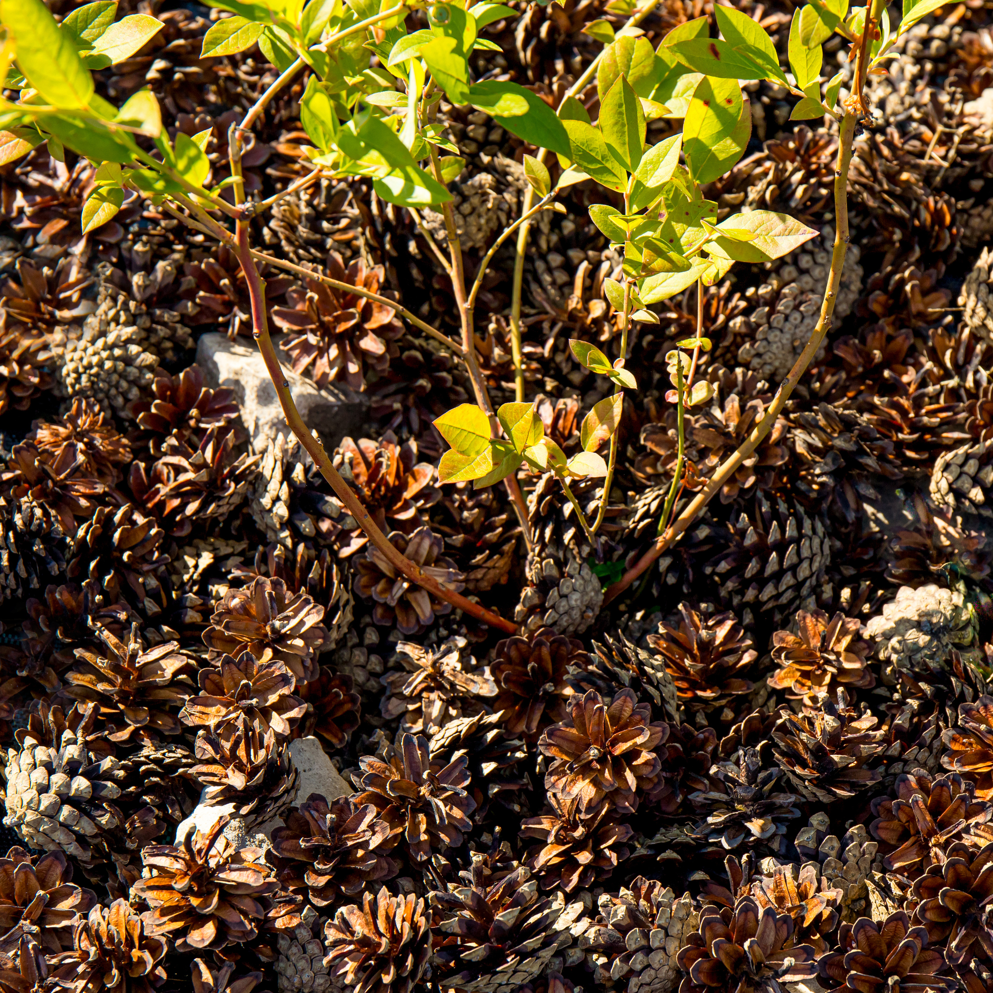 pine cone mulching in a garden border by Helin Loik-Tomson - GettyImages-1501117259