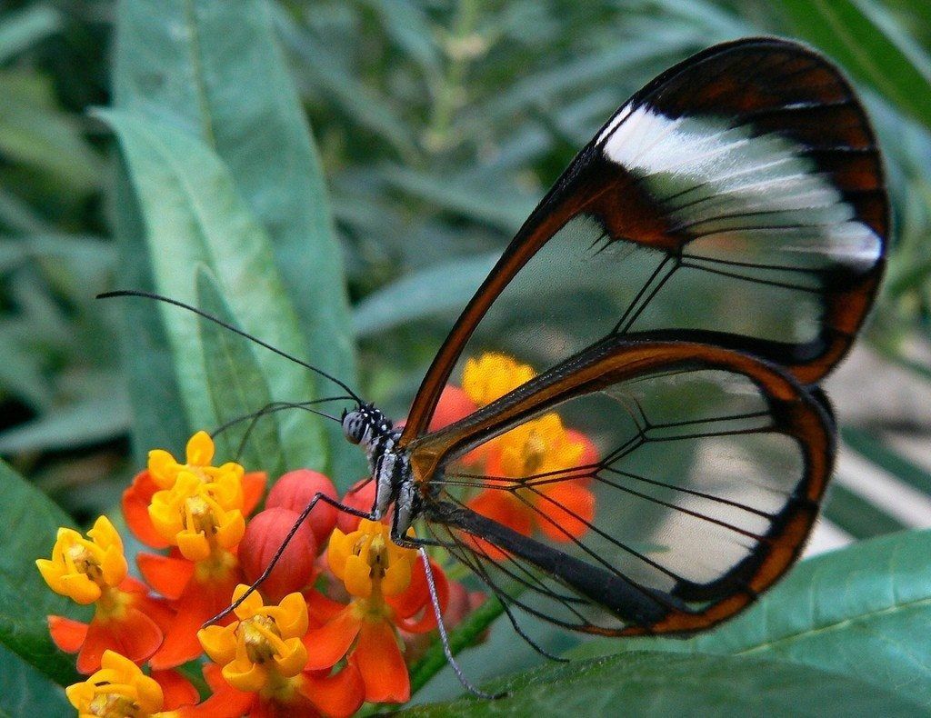 Beautiful Butterfly Pearched On Flowers