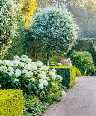 clipped box buttresses are interplanted with foaming Hydrangea arborescens ‘Annabelle’