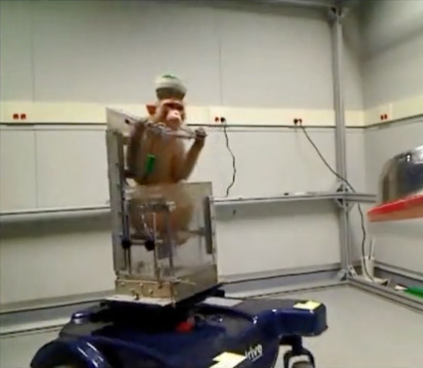 Monkeys Move Wheelchairs Using Just Their Thoughts Live Science