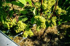 Mount Harry Chardonnay, english wine quality, jefford