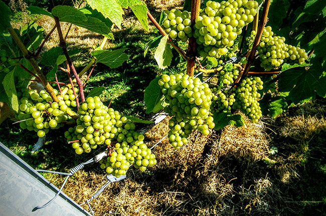 Mount Harry Chardonnay, english wine quality, jefford