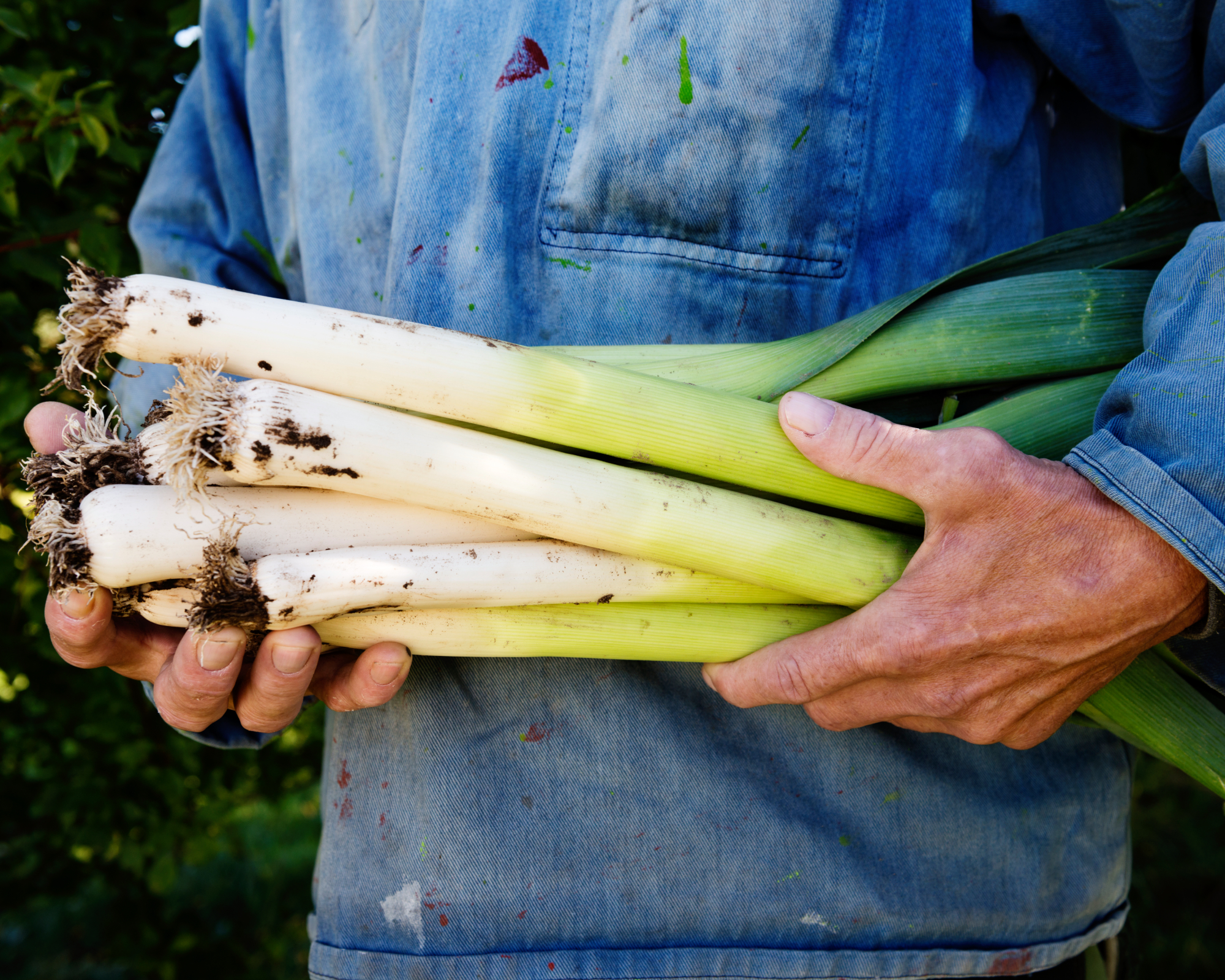 Gardener with harvested leeks