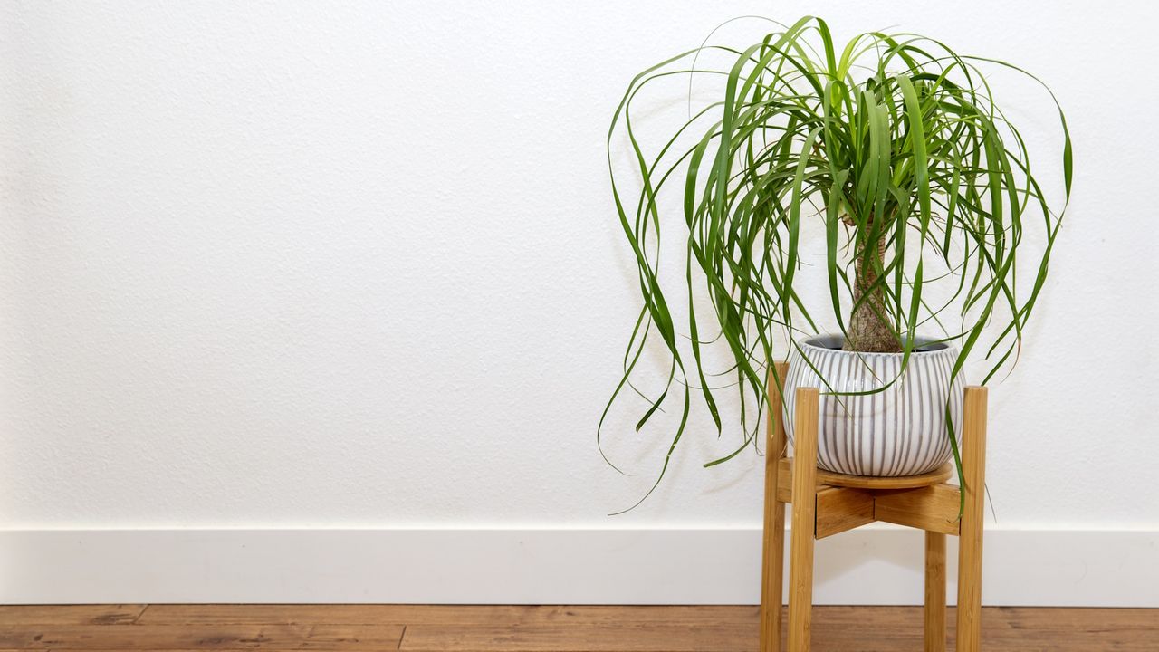 How to care for ponytail palm