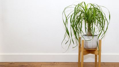 Ponytail palm tree