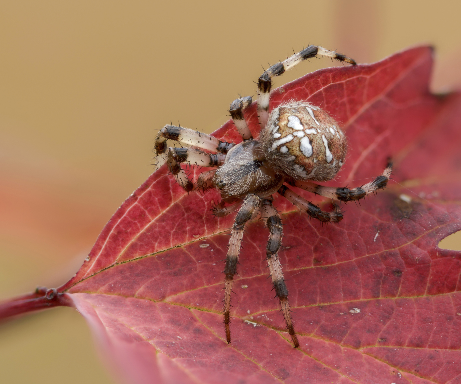 Birth month spiders