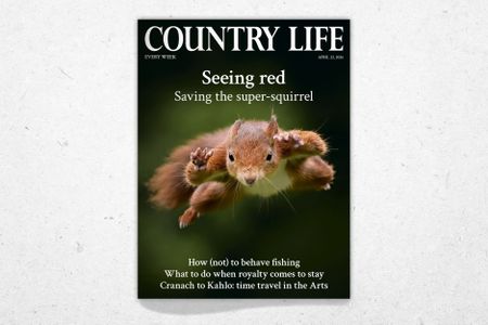 Cover of Country Life 22 April 2026, featuring a leaping red squirrel photographed by Terry Donnelly.