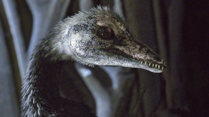 Dinosaur 4k
