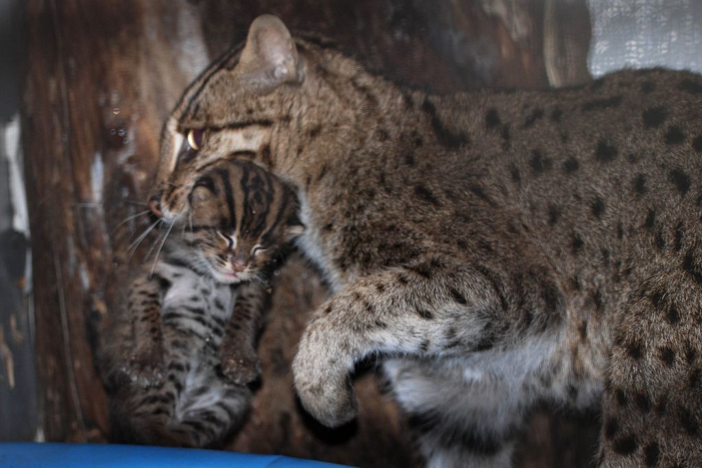 Fishing Cat mom and kitten