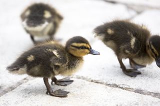 A group of newly-born mallard ducklings head out for a stroll in Essex. Photo by Tim Graham/Getty Images.