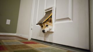 Dog looking through cat flap