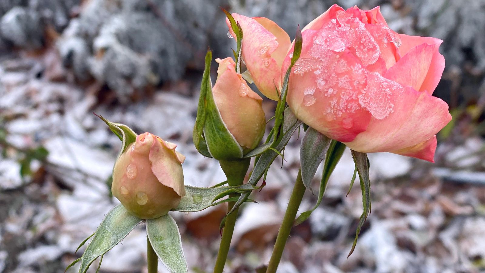 Pink delicate rose flowers under the first winter snow in the garden.