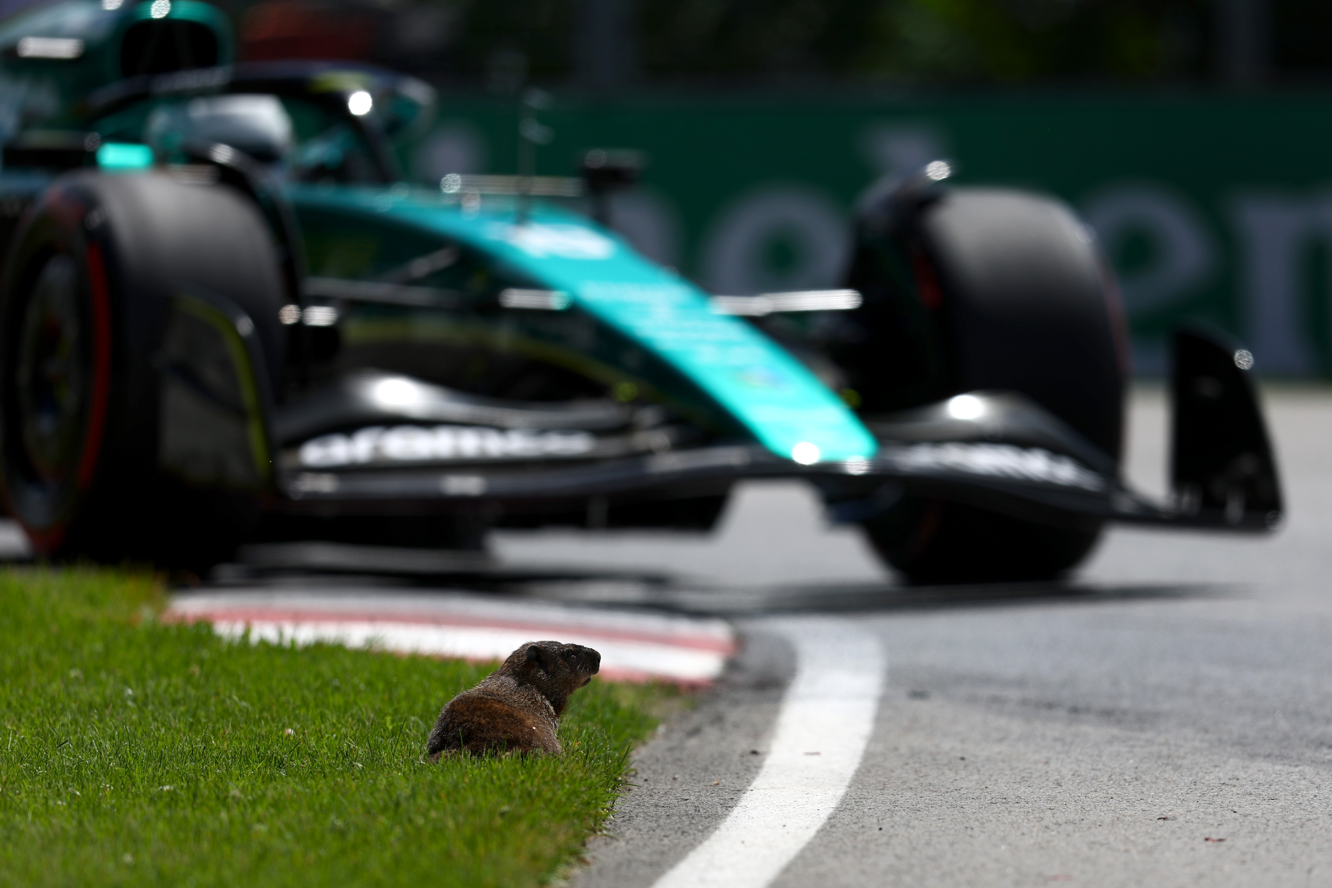 A groundhog sits at the side of the track as Lance Stroll driving an Aston Martin approaches
