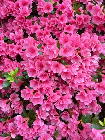 How To Prune Azaleas: To Keep Them Healthy And Beautiful | Homes & Gardens