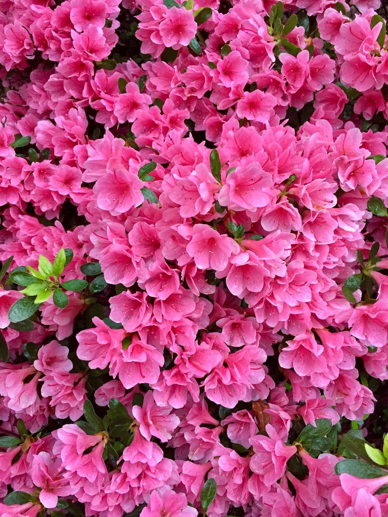 How to prune azaleas to keep them healthy and beautiful Homes & Gardens