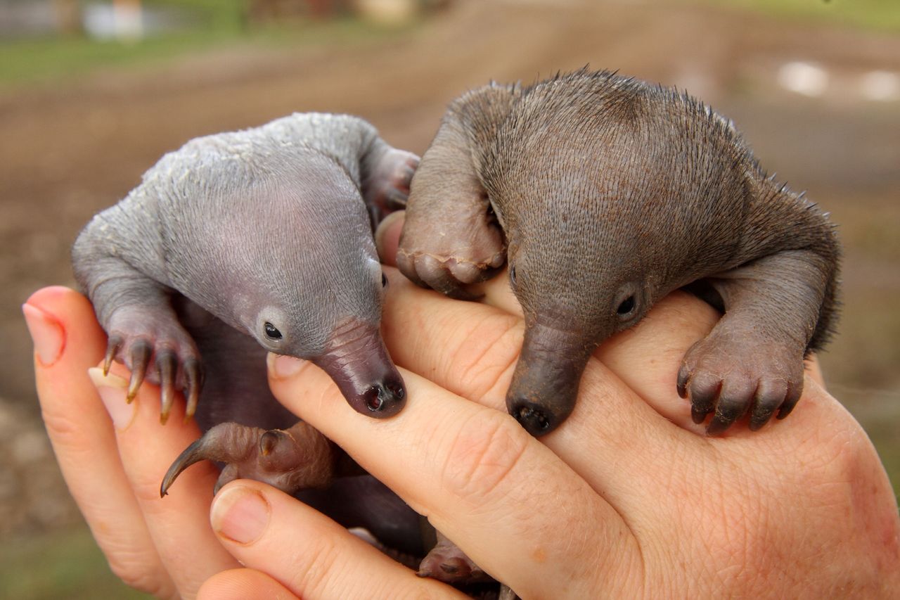 a person holds two baby echidnas in their hand