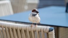 Bird on patio furniture