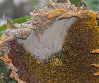 The head of a large sunflower that has been affected by botrytis grey mould