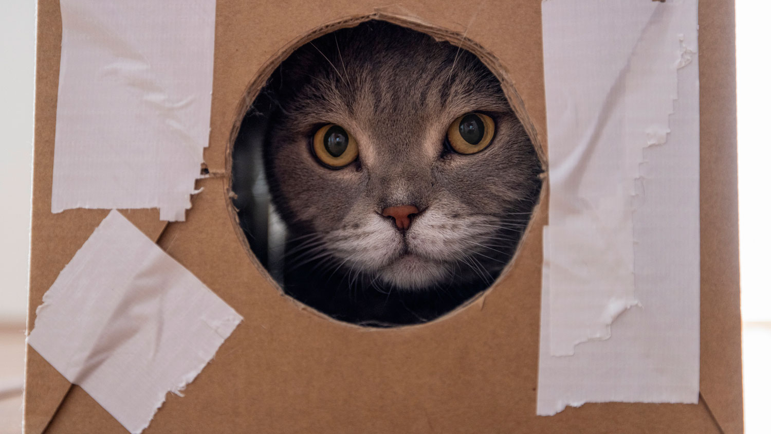 Un gato en una guarida de cartón.