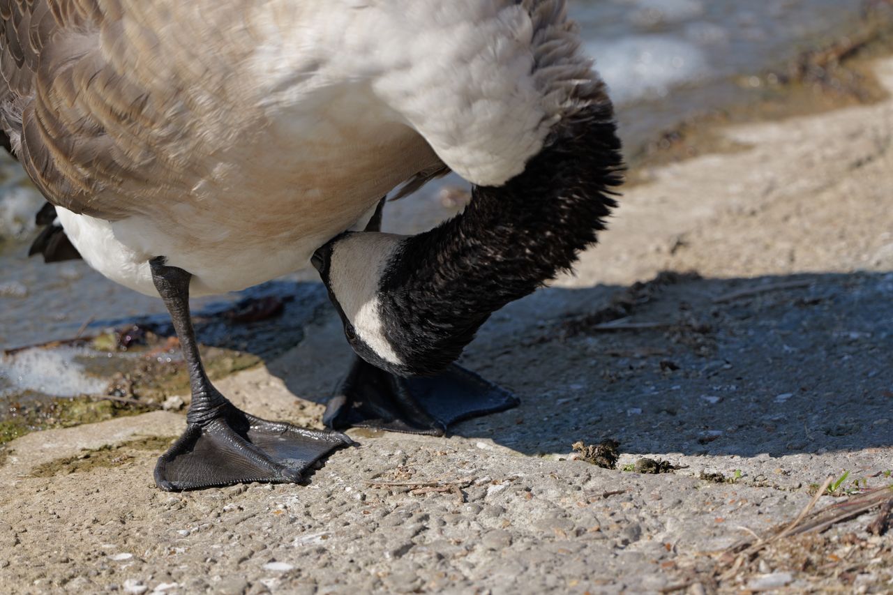 A Canadian goose cleaning its feathers