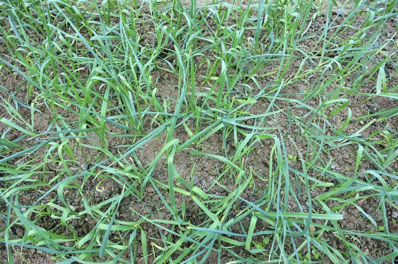 Drooping Garlic Plants