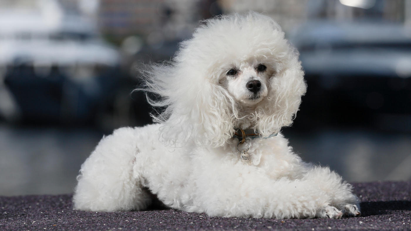 White poodle, Principality of Monaco