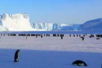 Penguins on Ice